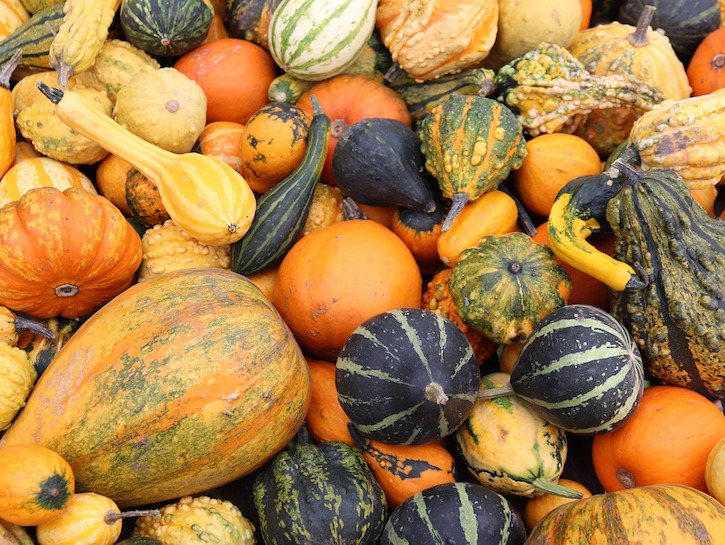 Types Of Squash