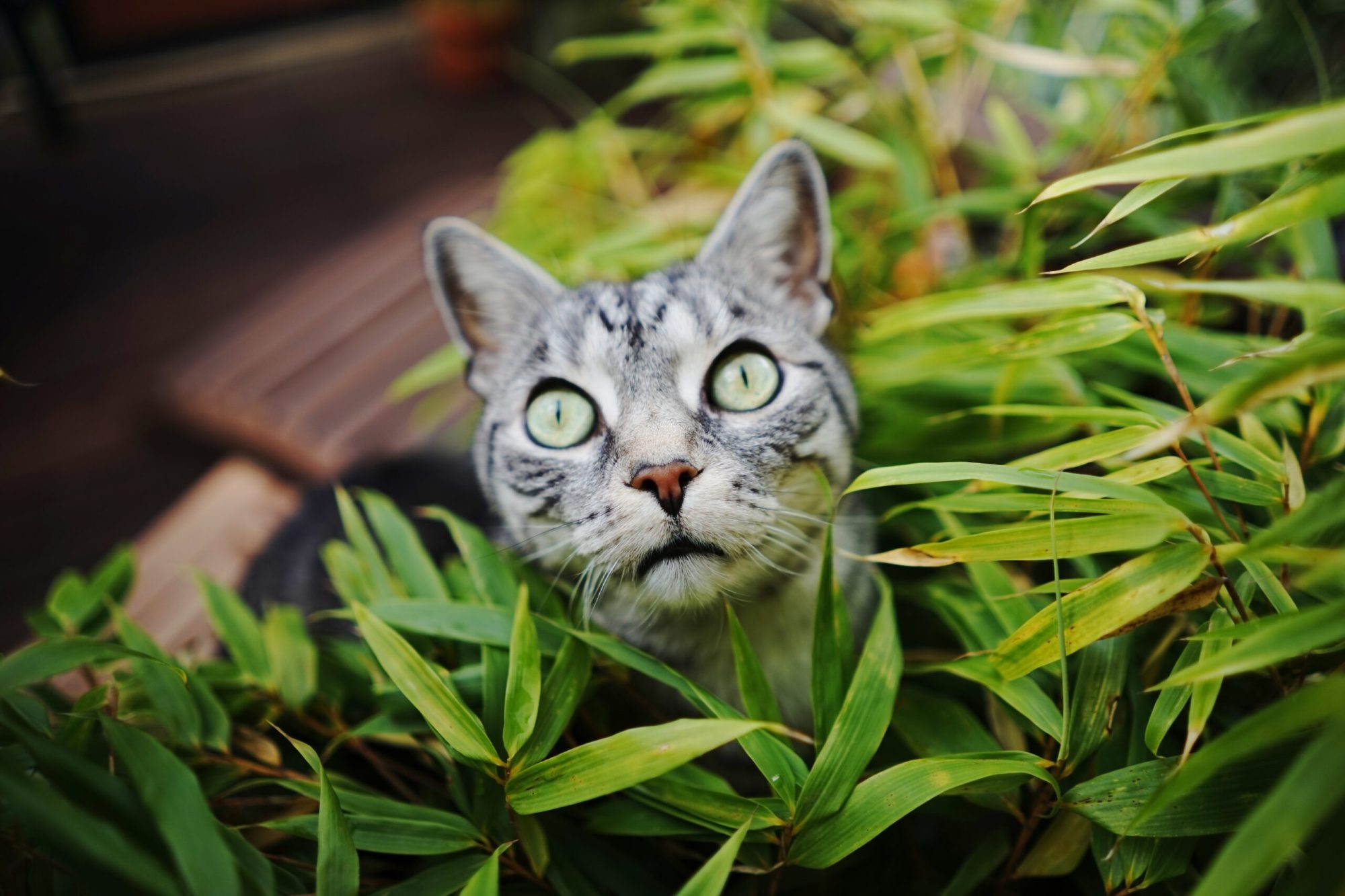 common-house-plants-that-are-not-safe-for-cats