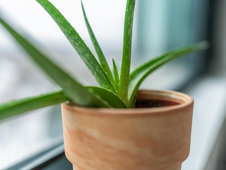 Aloe Vera Plants: Planting, Care, And Varieties You'll Love - Oola